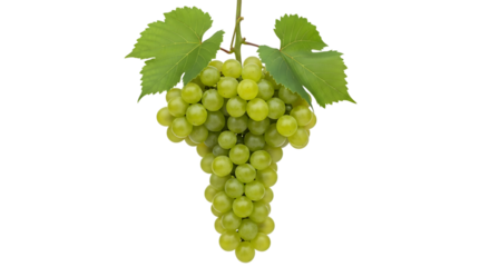 A bunch of green grapes hanging from a vine with leaves