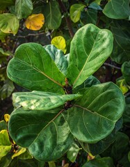 Close-up of glossy, vibrant green foliage with a warm, natural light