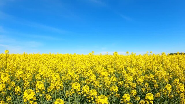 Vibrant field of bright yellow flowers stretching to the horizon under a clear blue sky with wispy clouds.