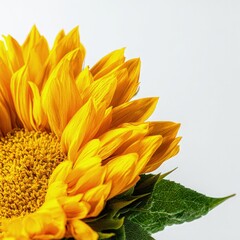 Close Up Of Bright Yellow Sunflower