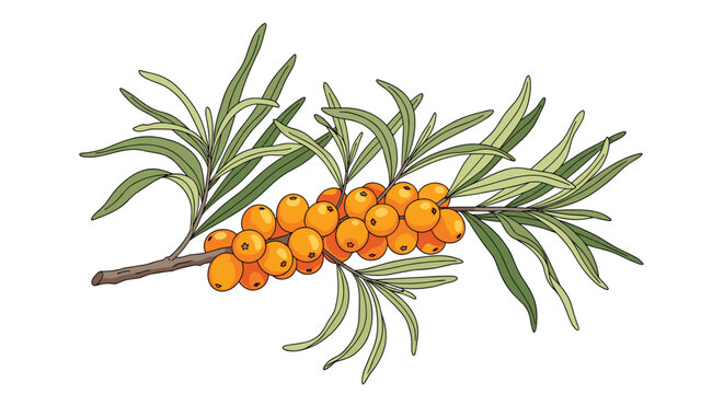 Branch of ripe orange sea buckthorn berries surrounded by long narrow green leaves depicted in a colorful sketch style.