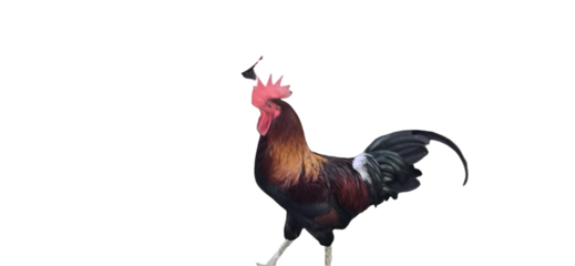 Colorful Rhode island rooster standing proudly with its feathers fanned out showcasing vibrant hues isolated on a neutral background with png background