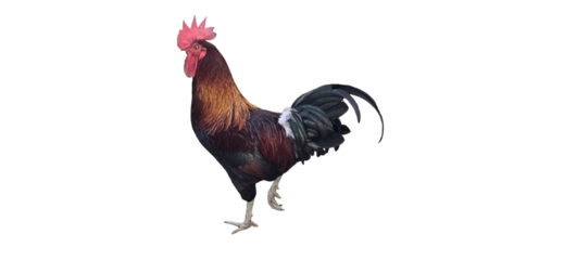 Colorful rooster with a prominent comb and tail feathers standing proudly on a plain white background and png