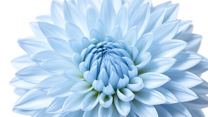 calyx. Light blue dahlia flower closeup on pure white background showing detailed petal texture. gardening catalogs, home-decor guides, designed for home decor and floral branding, celebrates nature.