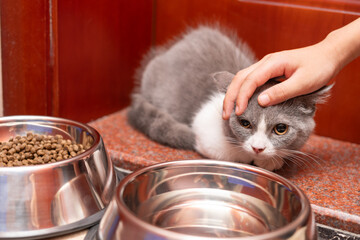 boy gently strokes a british shorthair cat