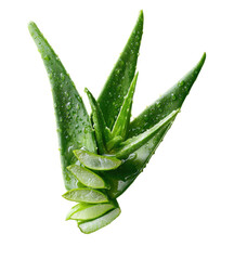 Obraz premium Aloe vera plant with cut slices, fresh and vibrant
