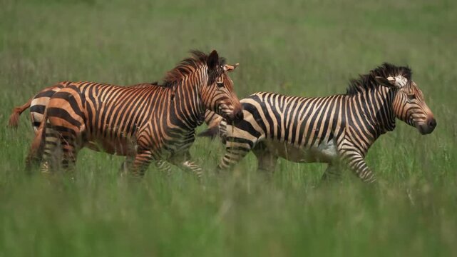 Cinematic slow-motion footage of zebras running and interacting in the African bushveld, capturing dynamic movement, social behavior, and natural beauty under golden daylight during a safari gamedrive