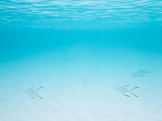 波照間島の海中風景とコバンアジ