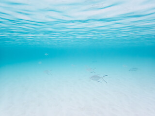 波照間島の海中風景とコバンアジ
