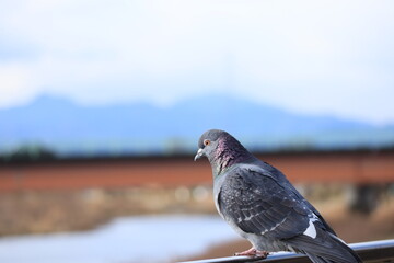 欄干の上で休む鳩