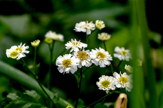 small white chrysanthemums in the garden