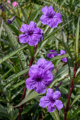 Ruellia brittoniana (Ruellia simplex) &ndash; Ruellia brittoniana. The flowers are bright purple, funnel-shaped, and resemble petunias. This plant is called Ruellia brittoniana, also known as Mexican petuni
