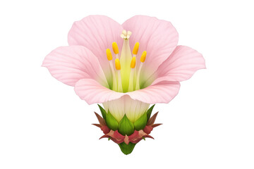 Pink flower with delicate petals and vibrant stamen blooming, a fresh botanical illustration on transparent background
