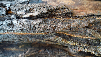 Detailed Texture of Thick Bark on Ulmus thomasii Tree Trunk