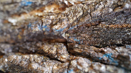 Detailed Texture of Thick Bark on Ulmus thomasii Tree Trunk