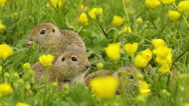 Three cute European ground squirrels, also known as gophers or sousliks, emerge from their burrows to forage for food in a vibrant meadow filled with yellow wildflowers. The small, fluffy rodents are 