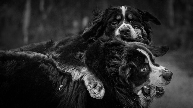 Dog fight