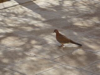 [Uzbekistan] A Eurasian collared dove (Streptopelia decaocto) on the pavement in Mausoleum of Bahoutdin Nakshabandy (Bukhara)