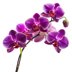 Fototapeta premium Purple Orchid Flower – Isolated on Transparent Background – PNG