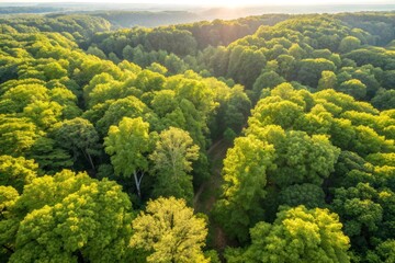 Sunlit Canopy of Deciduous Trees in Full Summer Viewed from Above, Showcasing a Lush Green Forest in Warm Light