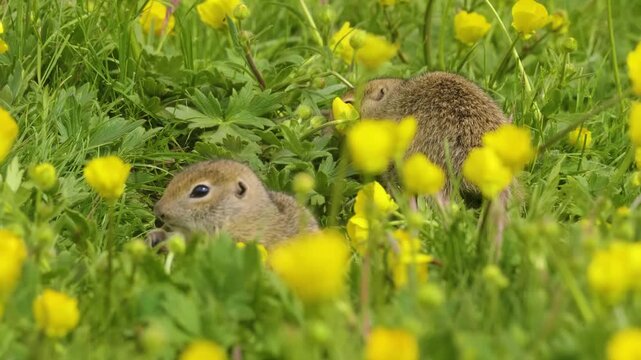 Two European ground squirrels, also known as sousliks, are captured foraging for food amidst lush green grass and bright yellow wildflowers on a sunny summer day in what is believed to be the Caucasus