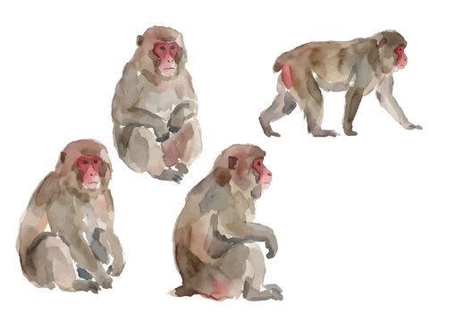Watercolor-style Japanese macaque illustration／ニホンザル
