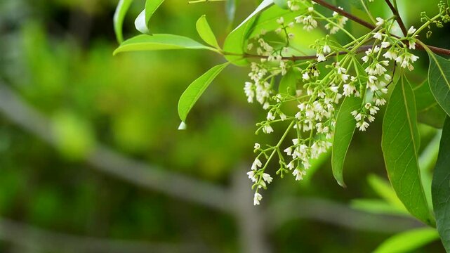 close up shot of unknowed flower and leaves swing with wind
