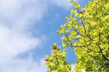 青空とユリノキ