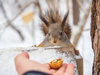 Squirrel sitting upside down on a tree trunk. The squirrel hangs upside down on a tree against...