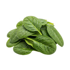 Fototapeta premium Fresh Spinach Leaves with Water Droplets Isolated
