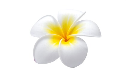 A beautiful white and yellow Plumeria flower isolated on a white background.