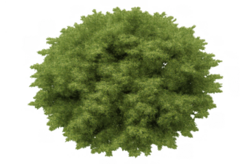 Green tree crown top view on transparent background providing fresh leaves for architectural landscaping design