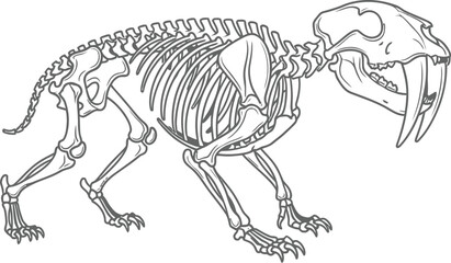 Detailed black and white line art illustration of a sabertooth cat skeleton displaying its distinctively long canine teeth and complete skeletal structure