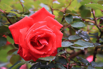 赤いバラ　緋扇（ヒオウギ）