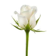 Single White Rose Isolated Black Background