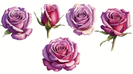Fototapeta premium Rose flowers in various stages of bloom on a white background viewed from directly above