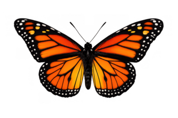 Monarch butterfly showing its vibrant orange wings, black veins, and white spots. Transparent background for versatile use