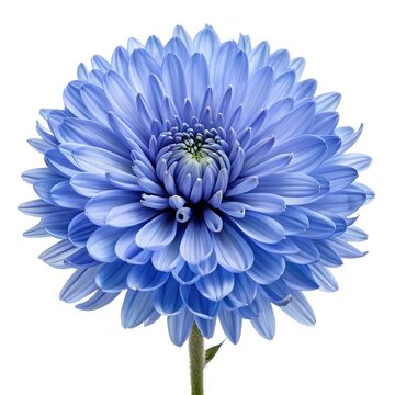 Blue Curls Trichostema Delicate Violet-Blue Blossoms with Graceful Curved Stamens on White Background, Wildflower Elegance Capturing Subtle Motion, Gentle Charm, and Fine Botanical Detail