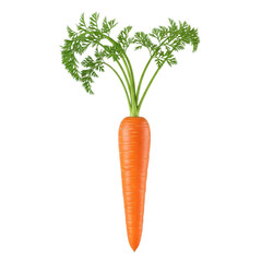 Fresh Carrot Vegetable With Green Leaves Isolated Black Background