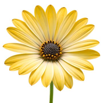 Yellow Spoon Daisy Arctotis Golden Petals with Distinctive Spoon‑Shaped Tips on Pure White Background Vibrant Botanical Still Life Celebrating Sunny Warmth, Playful Design, and Natural Cheer