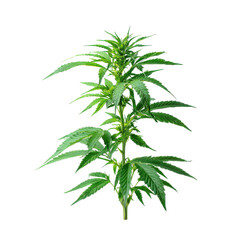 Obraz premium Green cannabis plant with serrated leaves and flowering buds marijuana, Isolated On White, Png Transparent, Cut Out