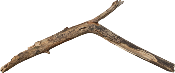 branch tree dry cracked bark