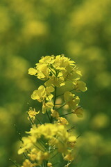 春を彩る黄色の妖精