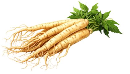 A close-up, digitally rendered illustration features a bundle of ginseng roots, light brown, with vibrant green leaves at the top