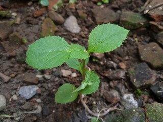 Wild plants grow around the yard