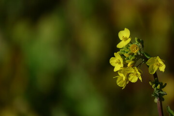 春を彩る黄色の妖精