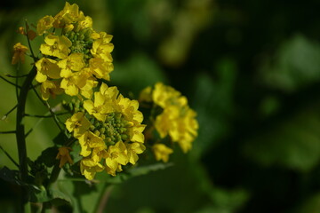 春を彩る黄色の妖精