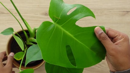 Care tips for indoor plants in simple steps