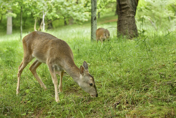 roe deer © kevin