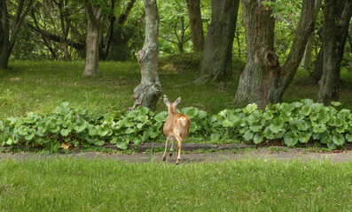 도망가는 노루 © kevin